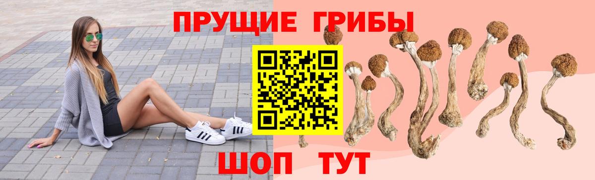 Псилоцибиновые грибы Psilocybine cubensis Шатура